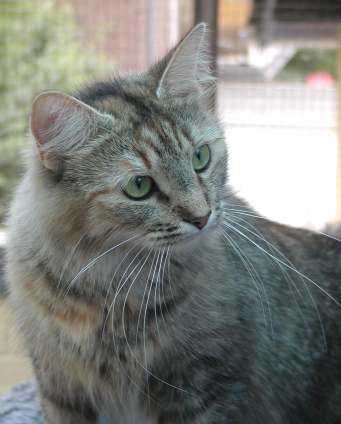 Anni vom Ohlenberg