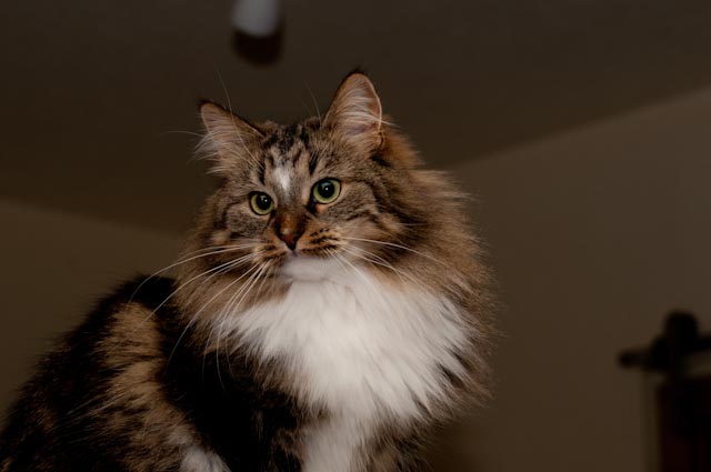 Amy im Winter 2012