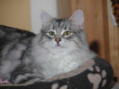 Arsenij von Namira