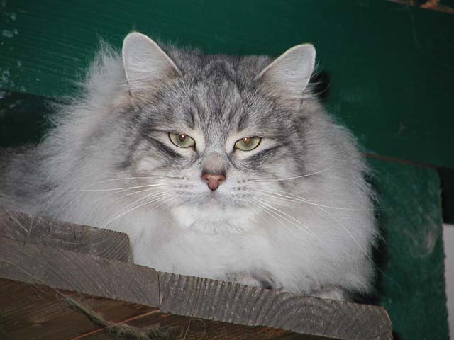 Arsenij von Namira