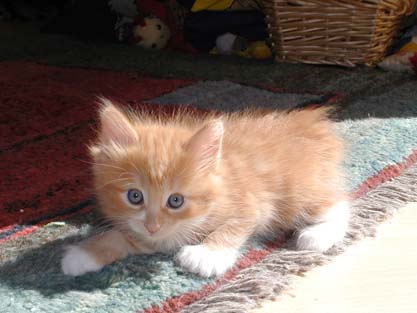 Bajara am 6.6.2002