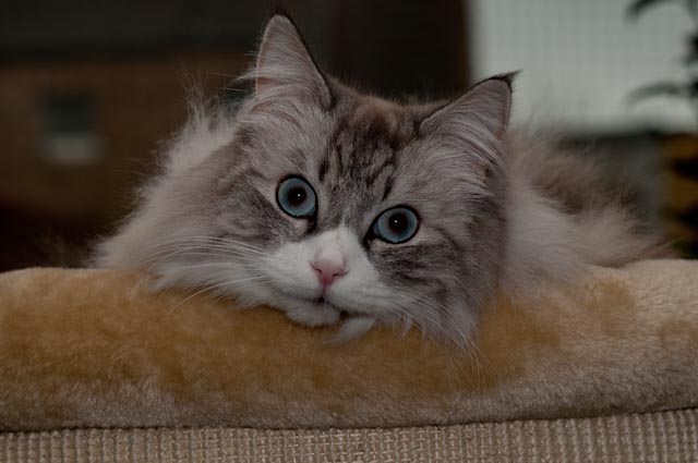 Belushi im Winter 2012
