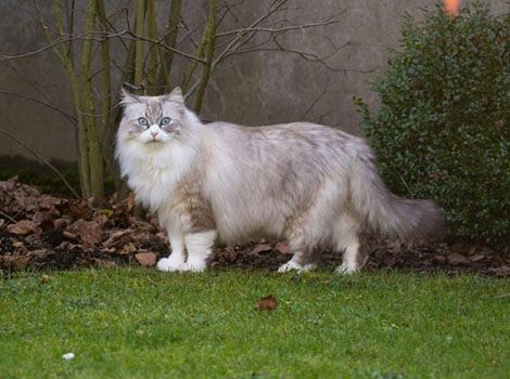 Belushi im November 2014