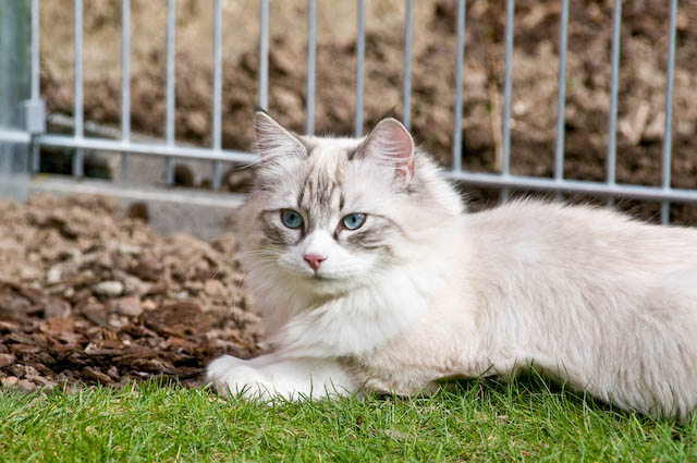 Belushi im April 2010