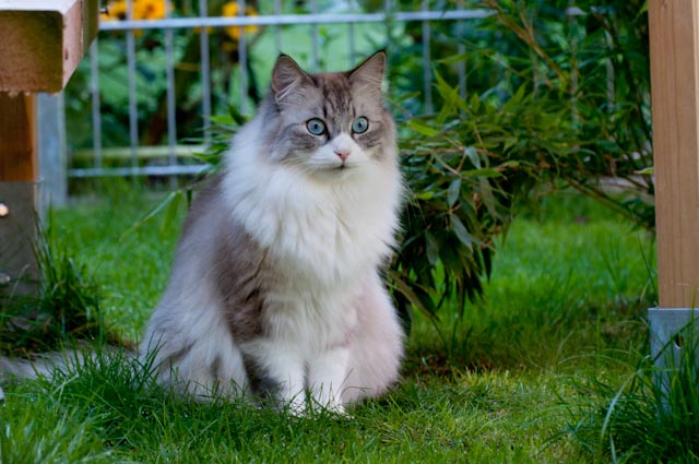 Belushi im Sommer 2011