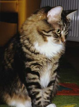 Bazooka Basil vom Hühnerhof