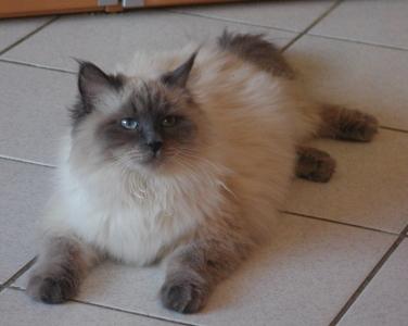 Nevas Schatz Bobby