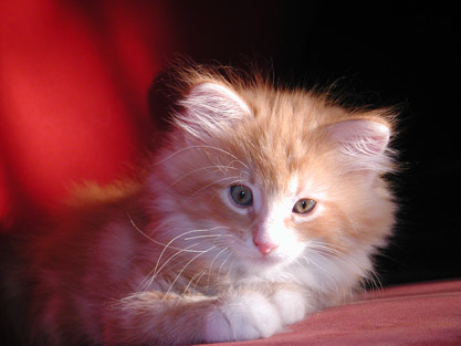 Cyrano am 8.6.2003