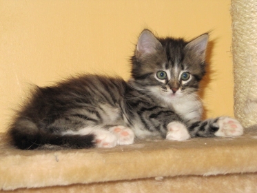 Casimir am 17. Juni 2010