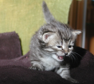 Cezar am 15. Mai 2010