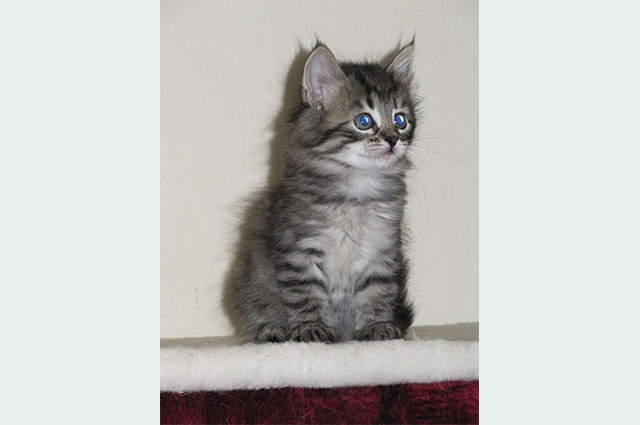Cezar am 06. Juni 2010