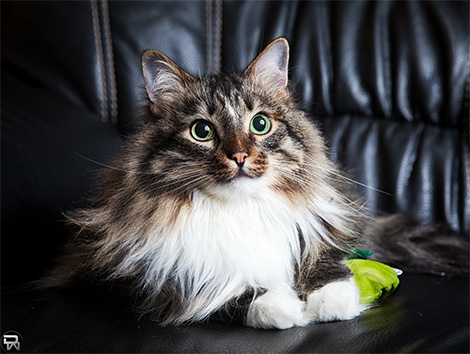 Casimir am 12.8.2013