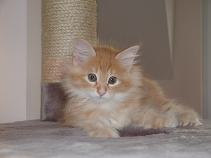 Dimitri am 17.3.2004