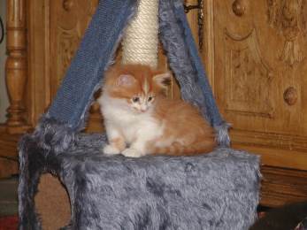 Elwood vom Ohlenberg
