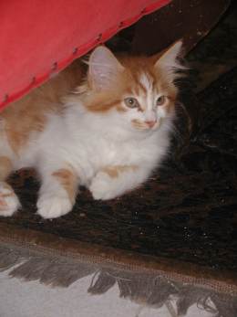 Elwood vom Ohlenberg