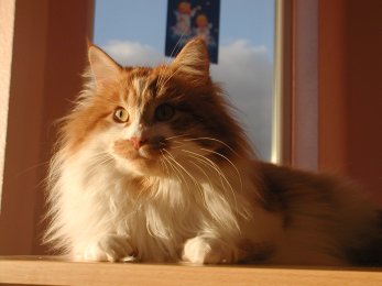 Elwood vom Ohlenberg