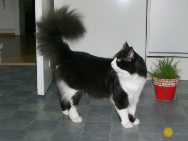 Einstein-Zorro am 18.07.2011