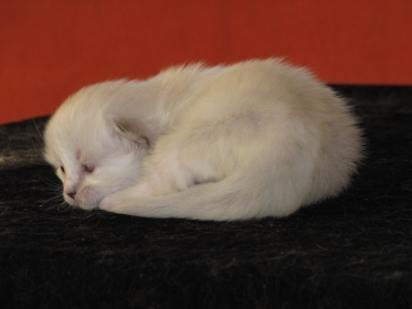 Fanya am 8. März 2011