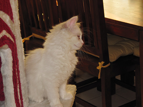 Fee am 8. Mai 2011
