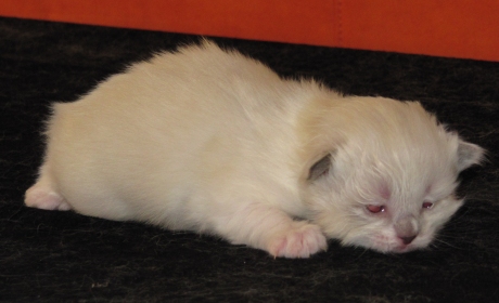 Finn am 8. März 2011