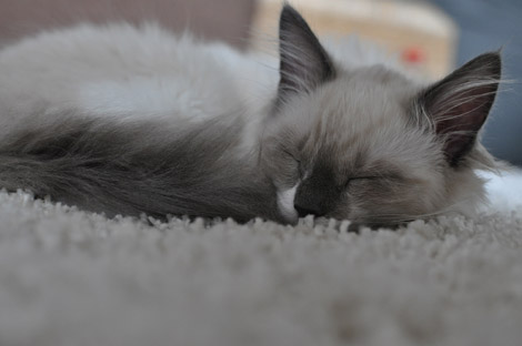Finn am 23. Juni 2011