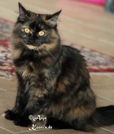 Fedotia Schatz der Zarin