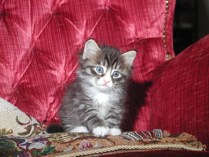 Gandalf 34 Tage alt