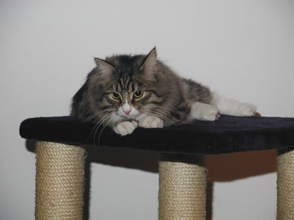 Gandalf im November 2006