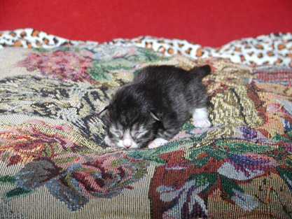 Gandalf 6 Tage alt