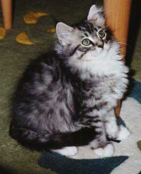 Gismo Washington