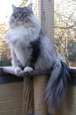 Gismo Washington
