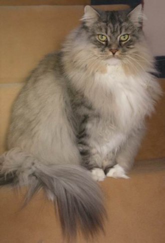Gismo Washington
