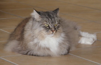 Gismo Washington