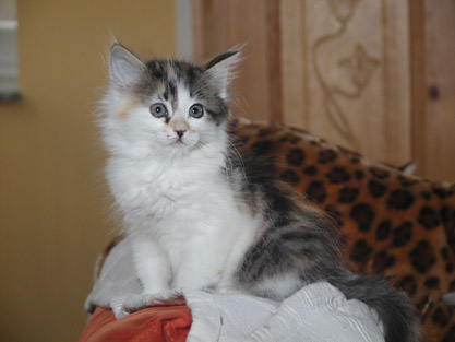 Hermine am 4. Juni 2011