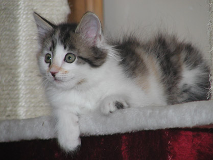 Hermine am 13. Juni 2011
