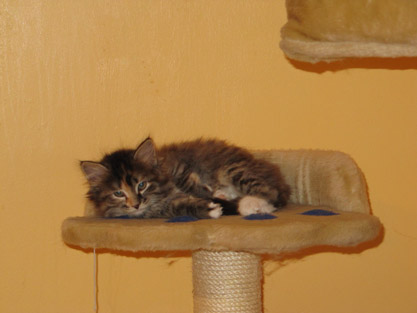 Ira am 26.12.2011