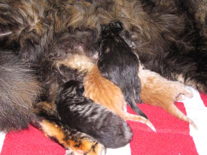 J2-Wurf mit Fedotia am 13.04.2012