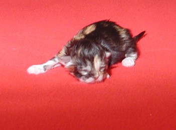 Kashija vom Ohlenberg