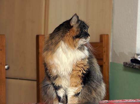 Kashija vom Ohlenberg