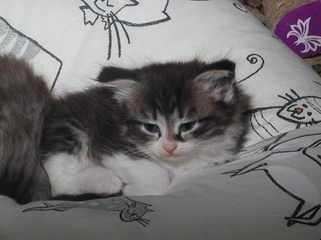 Karlos am 11.06.2012
