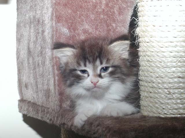 Karlos am 17.06.2012