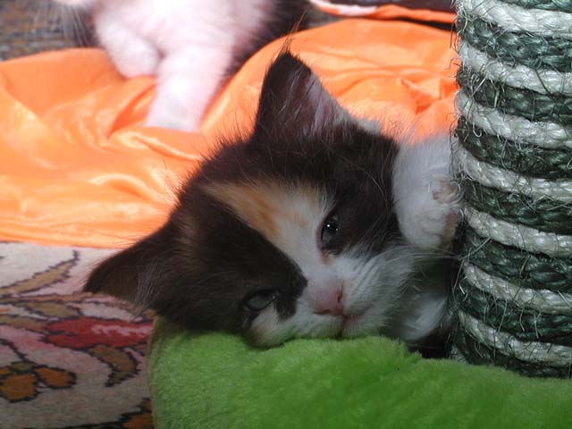 Kyra am 24.06.2012
