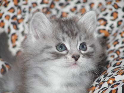 Lancelot am 23.06.2012