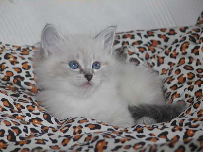 Leopold am 23.06.2012