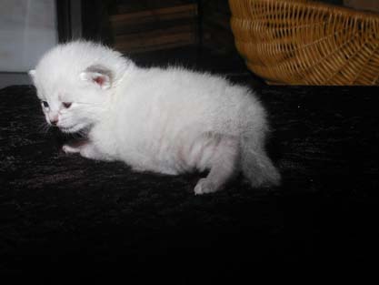 Linus am 31.05.2012