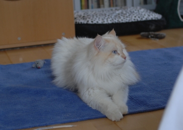 Delicous Cat Lukian