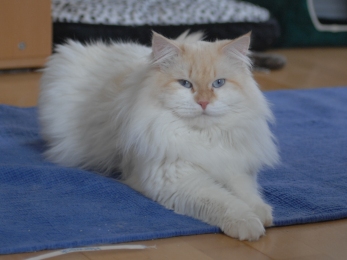 Delicous Cat Lukian