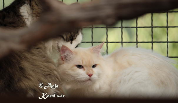 Delicous Cat Lukian