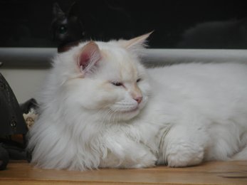 Delicous Cat Lukian