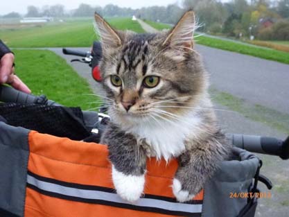 Mephisto am 24.10.2012